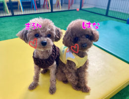 カムカム犬日記🐶