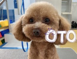 カムカム犬日記🐶