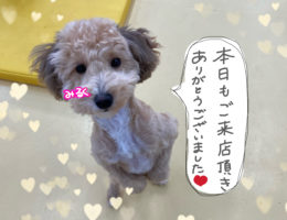 カムカム犬日記🐶