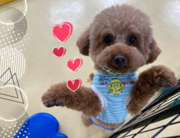 カムカム犬日記🐶