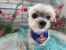 トリミング￼✂️