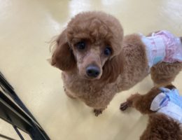 カムカム犬日記🐶