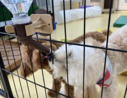 カムカム犬日記🐶