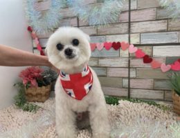 トリミング￼✂️