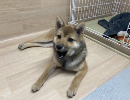 カムカム犬日記🐶