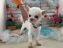 トリミング￼✂️