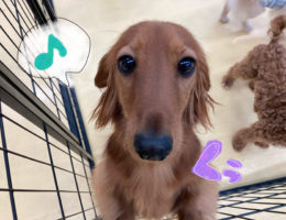 カムカム犬日記🐶