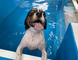 カムカム犬日記🐶