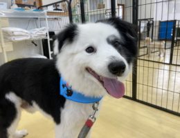 トリミング✂️