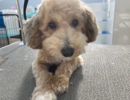 カムカム犬日記🐶