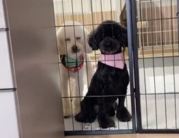 カムカム犬日記🐶