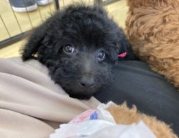 カムカム犬日記🐶