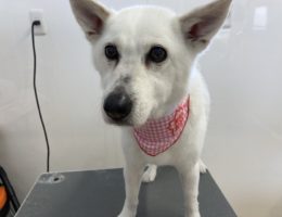 トリミング✂️