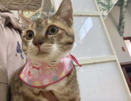 トリミング￼✂️