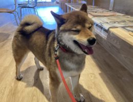 カムカム犬日記🐶