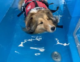 カムカム犬日記🐶