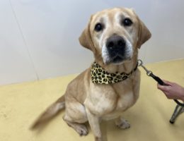 トリミング✂️