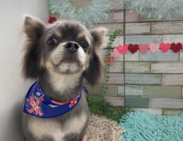 トリミング✂️