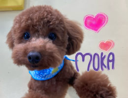 カムカム犬日記🐶