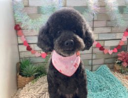 トリミング￼✂️