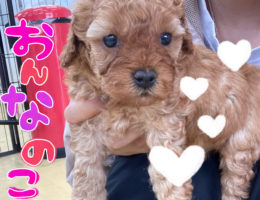 カムカム犬日記🐶