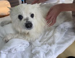 ドックアロマ筋肉マッサージ　セラピスト