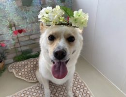 トリミング￼✂️