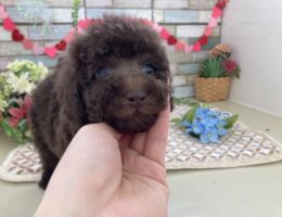 カムカム犬日記🐶