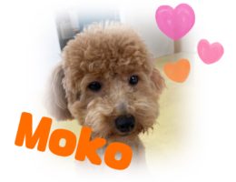 カムカム犬日記🐶