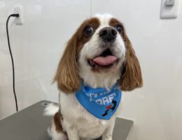 トリミング✂️