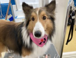 トリミング✂️