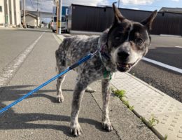 カムカム犬日記🐶