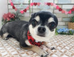 トリミング✂️