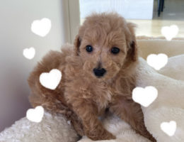 カムカム犬日記🐶
