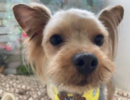 トリミング￼✂️