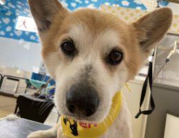 トリミング￼✂️