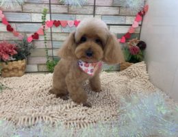 トリミング✂️