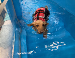 カムカム犬日記🐶