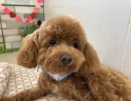 トリミング✂️