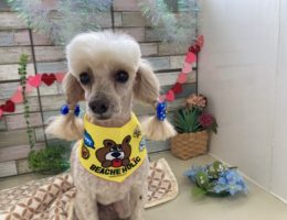 トリミング￼✂️