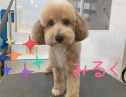 カムカム犬日記