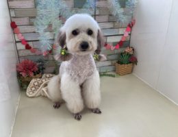 トリミング✂️