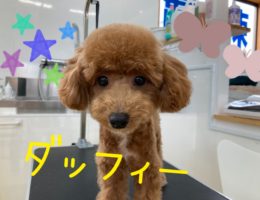 カムカム犬日記🐶