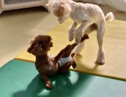 カムカム犬日記🐶