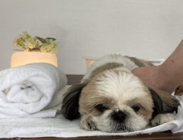 ドックアロマ筋肉マッサージセラピスト