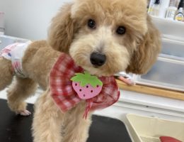 カムカム犬日記🐶