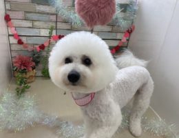 トリミング✂️