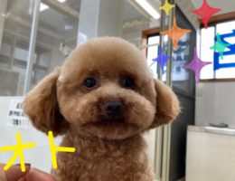 カムカム犬日記🐶