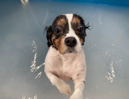 カムカム犬日記🐶