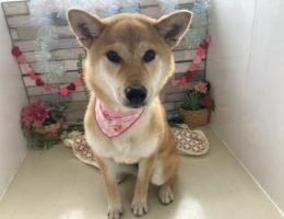 トリミング￼✂️